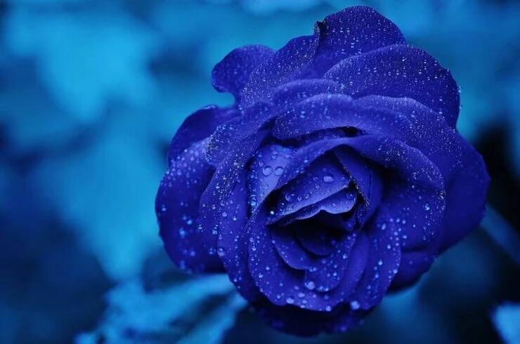 IMG_0883